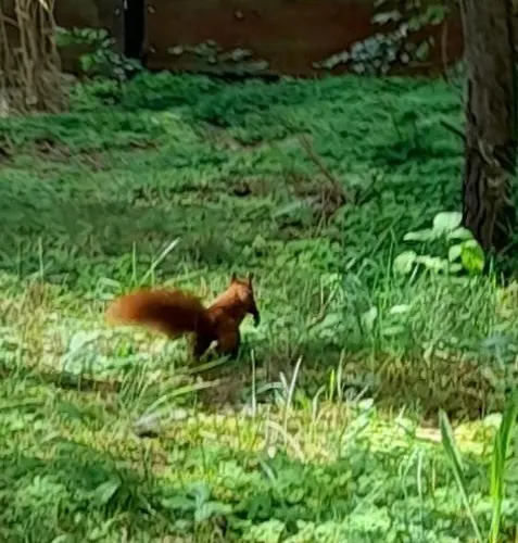 Zapach Lasu Nad Jeziorem Horská chata